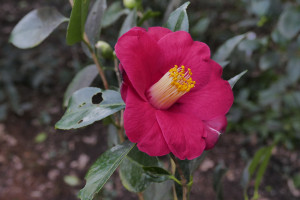 Camellia japonica Robert Lasson               